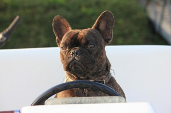 A canal boat holiday is an ideal pet friendly holiday idea